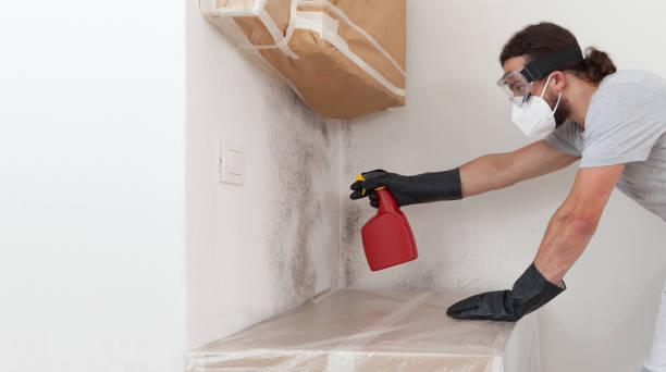 Basement Mold Remediation treatment on basement walls in Parkhill